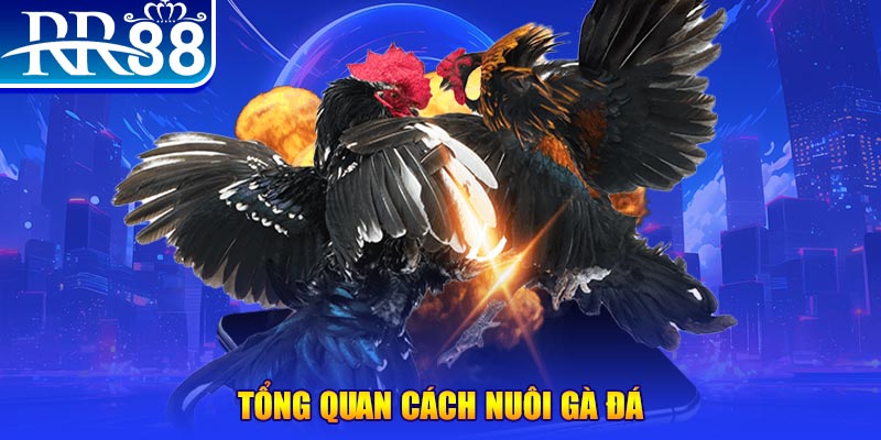 bet 169 game nổ hũ rút tiền mặt là gì