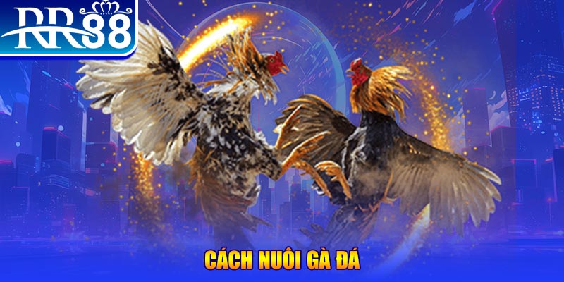 bet 169 Ws168 Đá Gà