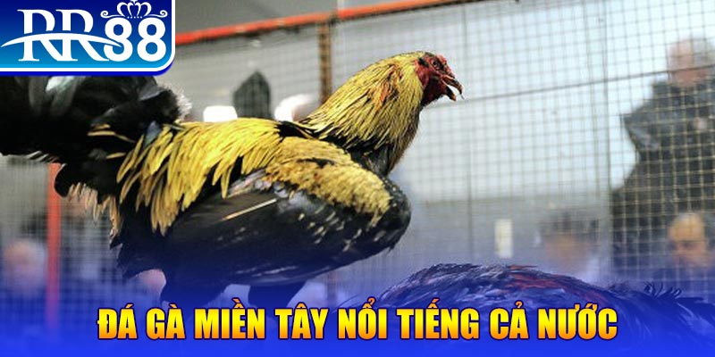 bet 169 xổ số đại phát