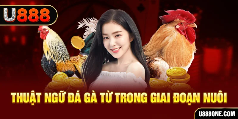 bet 169 xổ số miền bắc 90 ngày